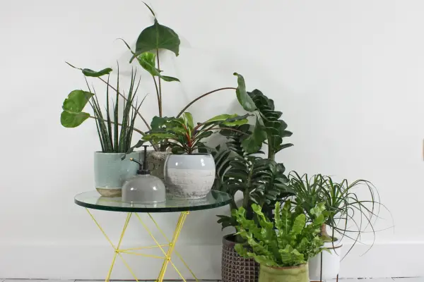 Bloombox Club Subscription - Verdantvows