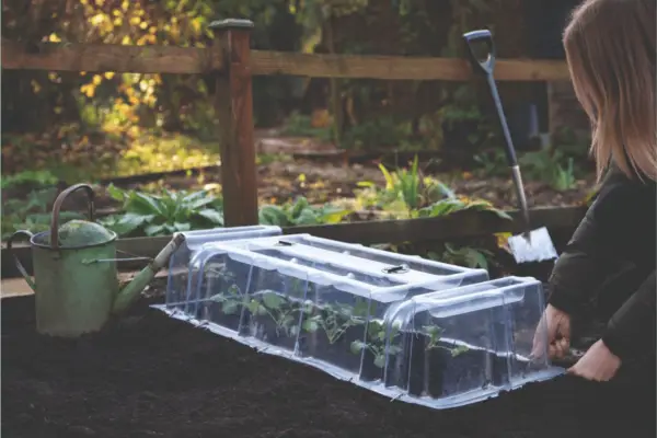 Mini Greenhouse Cloche - Verdantvows