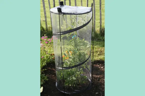 Pop-Up Tomato Cloche - Verdantvows