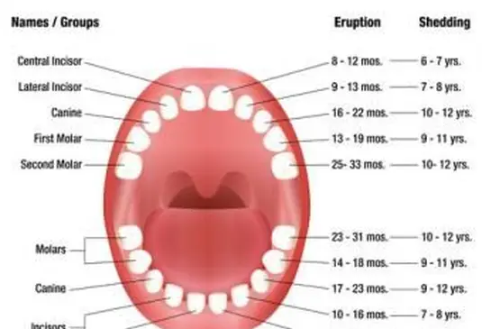 Tabla de dientes temporales