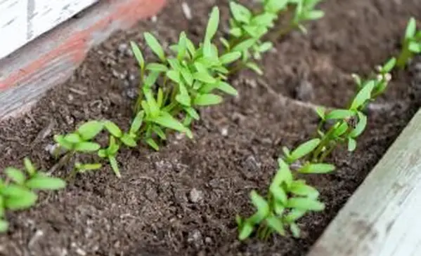 고수풀 (고수풀) 모종