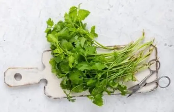 유기농 고수 절단