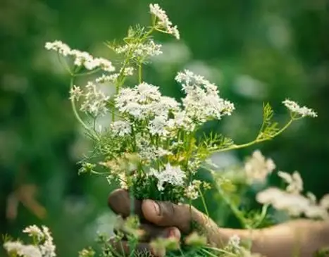 고수 식물의 꽃, 과일 및 잎