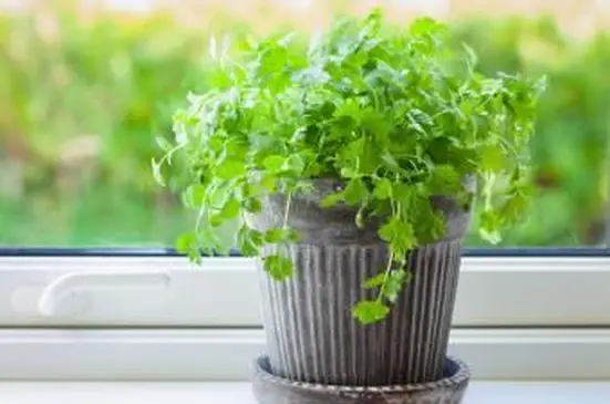 창틀에 화분에 신선한 실란트로 허브