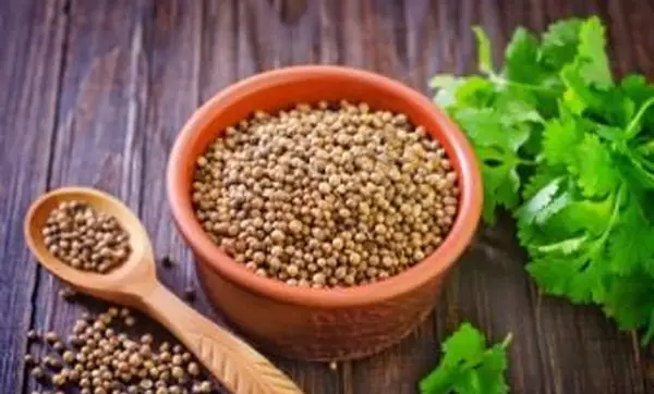 고수 씨앗과 잎