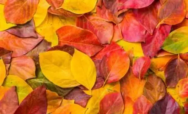 ערימה של עלי סתיו צבעוניים