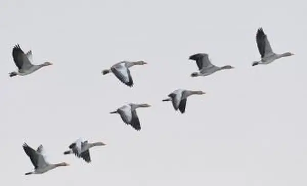 אווזים אפורים המעופפים בתצורת וי