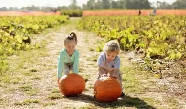 Hermano y hermana en campo de calabaza