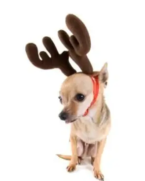 Max der Grinch Hundekostüm