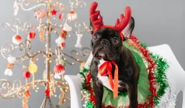 chien habillé en costume de Noël