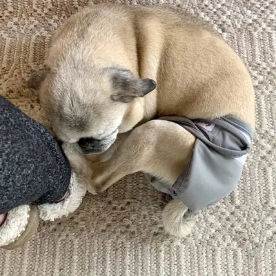 Episode #37: Our Dream Home Offices