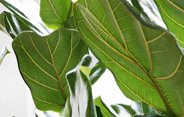 close up of fiddle leaf fig