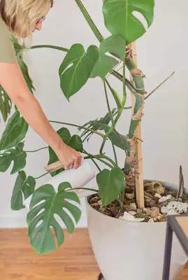 a woman watering the monstera plant
