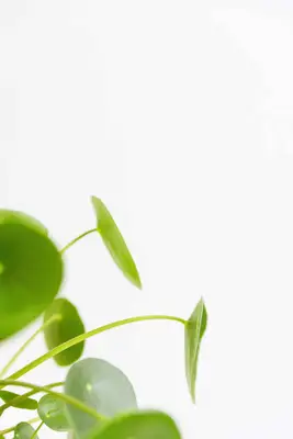 close up of the plant