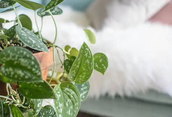 Up Your Houseplant Game With Water Propagation