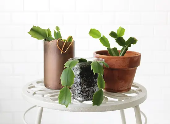 Up Your Houseplant Game With Water Propagation