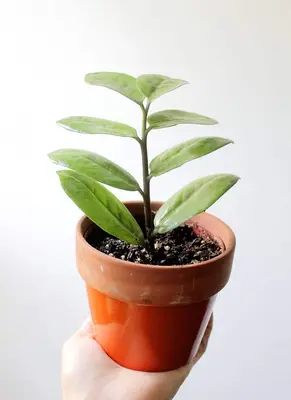 Up Your Houseplant Game With Water Propagation
