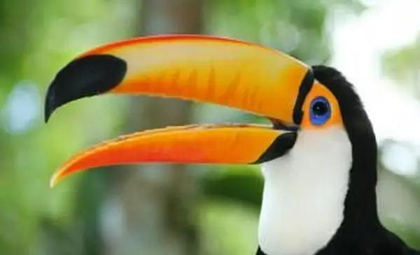 https://cf.ltkcdn.net/home-school/images/slide/74970-849x565-Toucan.webp