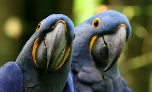 https://cf.ltkcdn.net/home-school/images/slide/74971-849x565-Parrots.webp