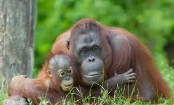 https://cf.ltkcdn.net/home-school/images/slide/74965-850x563-Orangutan.webp