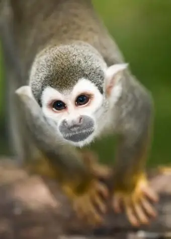 https://cf.ltkcdn.net/home-school/images/slide/74967-566x848-SquirrelMonkey.webp
