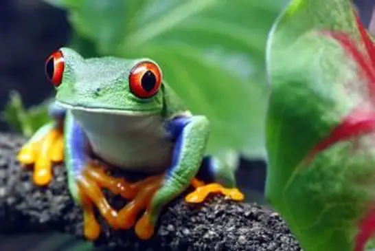 Fotos de animais que vivem na selva