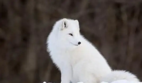 Raposa do Ártico no inverno