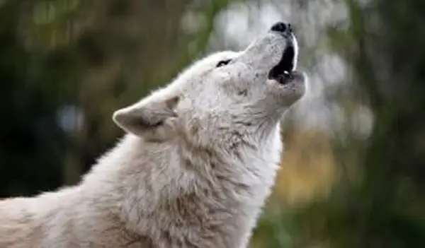 lobo branco uivando da Baía de Hudson na floresta