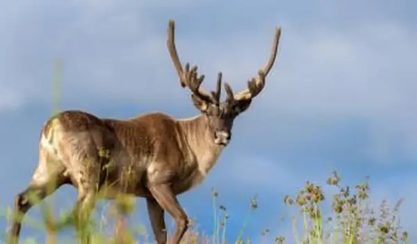 caribu macho da floresta