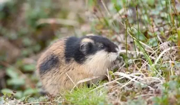 Lemming no parque nacional Sarek