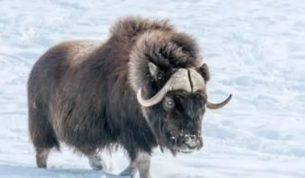 Muskok, caminhando na neve