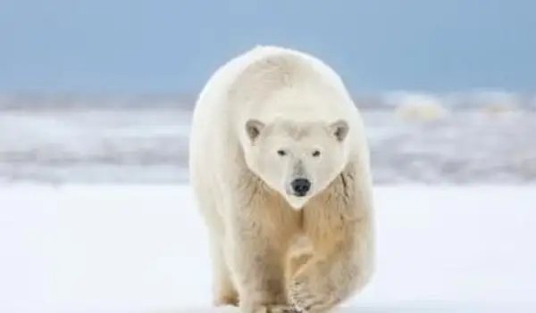Urso polar