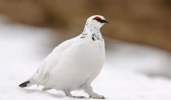 ptarmigan do rock masculino