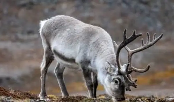 renas pastando na Tundra