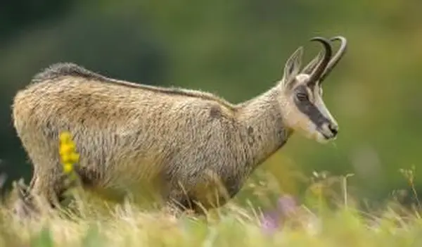 Chamois in a Tundra