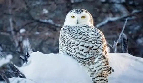 Retrato de coruja branca