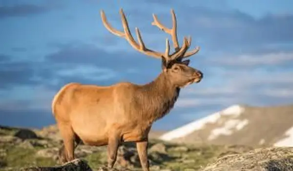 Alce ao nascer do sol