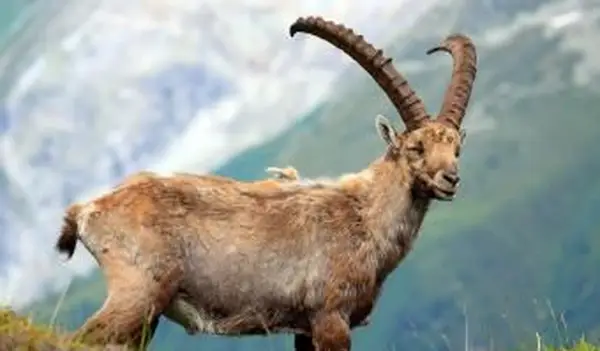 Ibex em pé no campo
