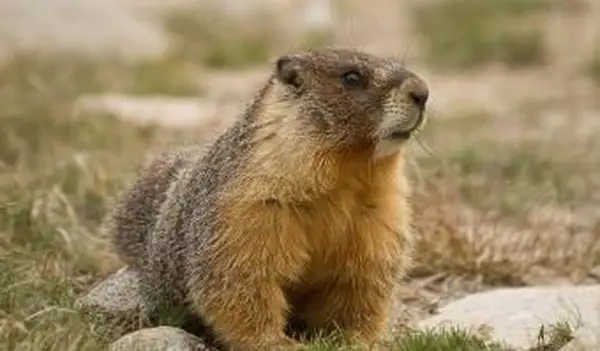 marmota comendo grama