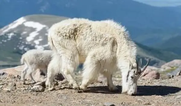 Cabras selvagens da montanha