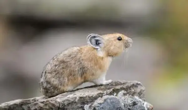 Pika selvagem se alimentando de grama