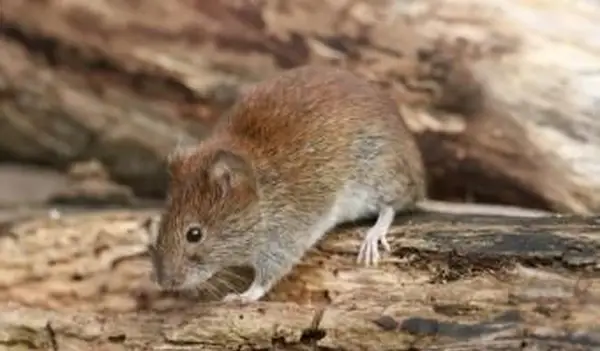 Ratazana selvagem fofa