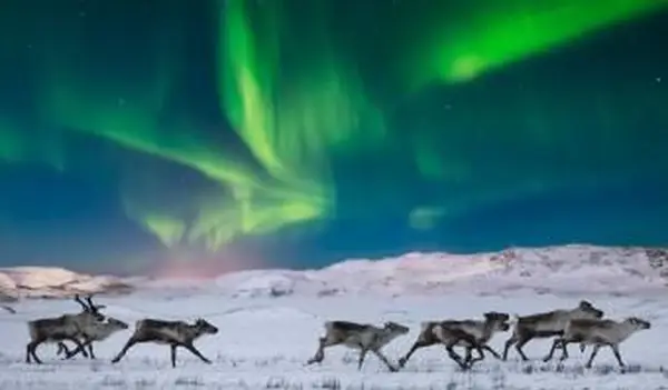 Animais comuns encontrados na tundra