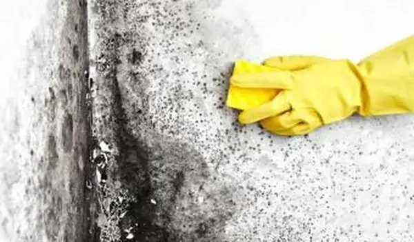 usuwa czarną pleśń ze ściany