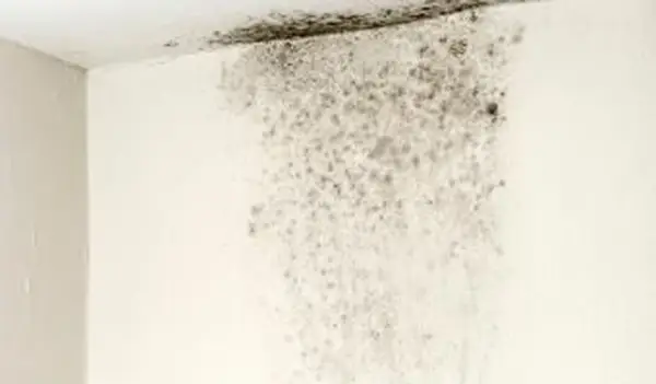 Jak bezpiecznie usunąć czarną pleśń?