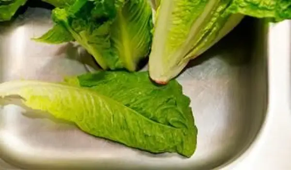 Lechuga romana tirada