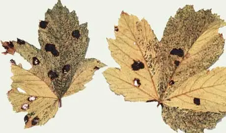 Acer leaves with shiny black spots caused by fungal acer tar spot