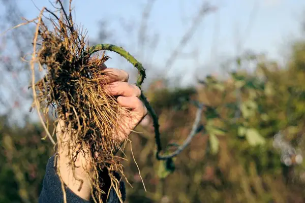 Hvordan dræber jeg Brambles i en hæk?