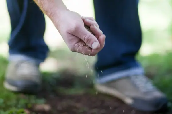 How to sow grass seed – sowing grass seed