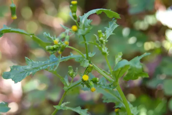 Leaves and tiny yellow flower buds of groundsel, Senecio vulgaris